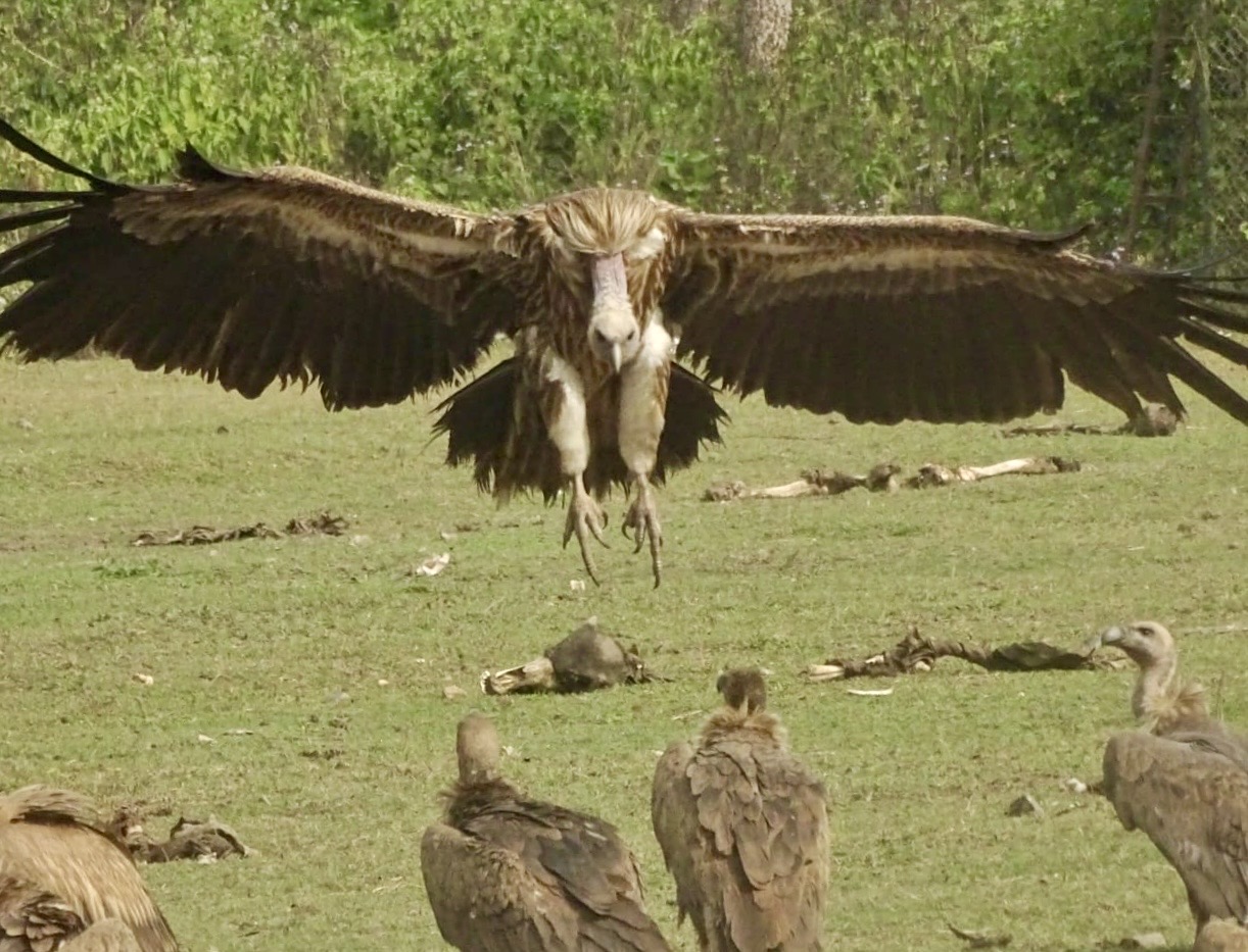 Jatayou Restaurant - Vulture Feeding Center
