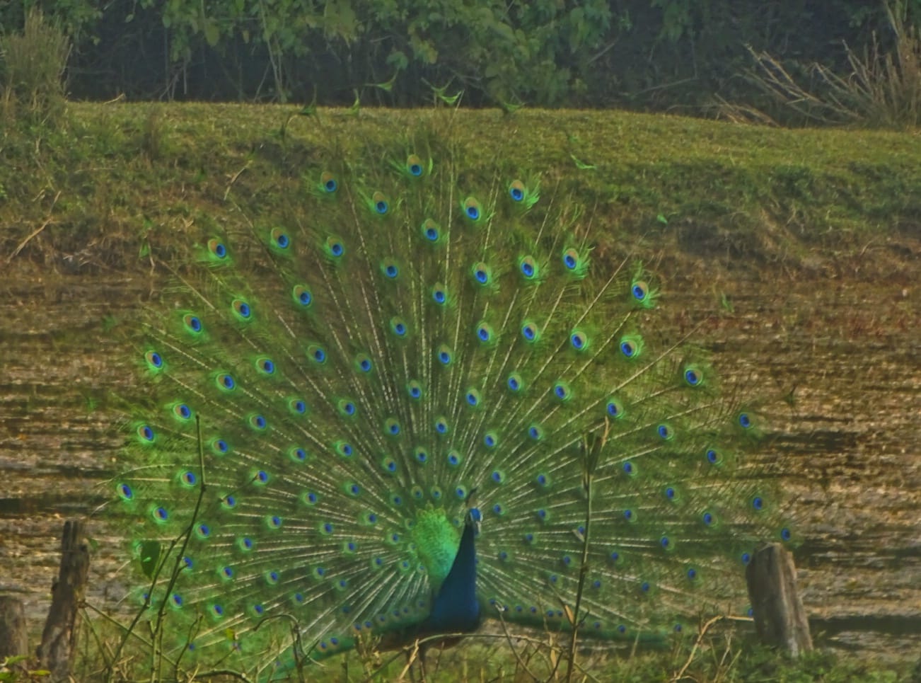 mediaFiles 1769950992546 57311097