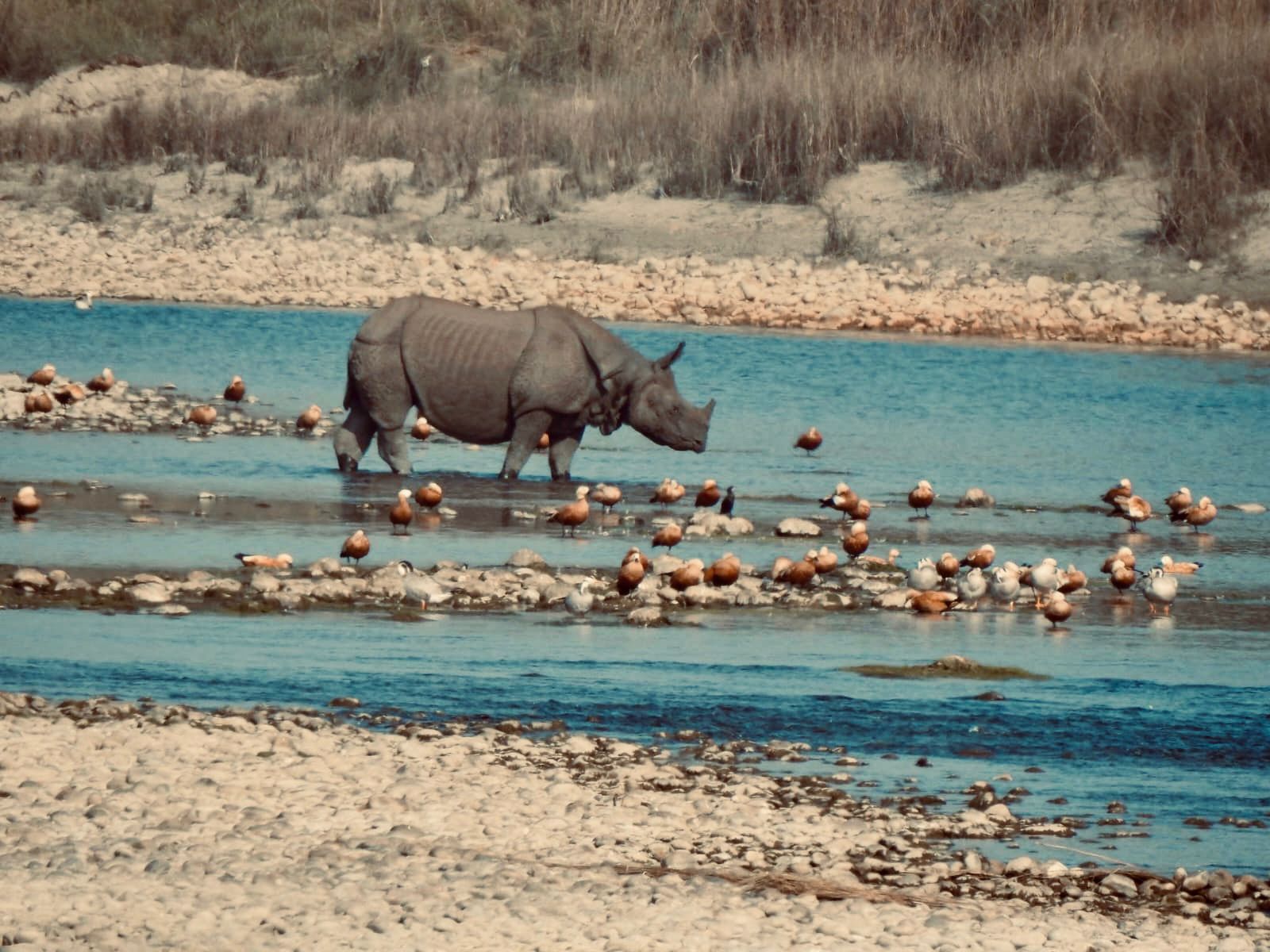 One-horned rhinoceros near river