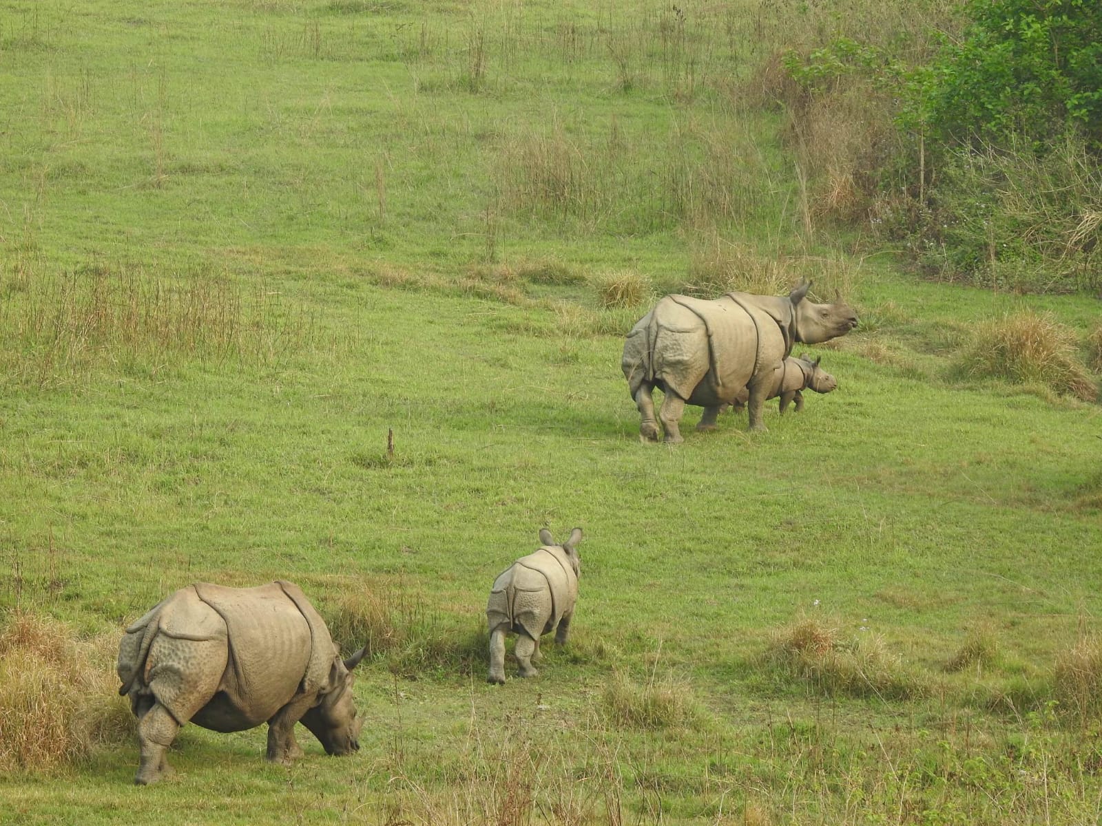 Group of rhinoceroses in their natural habitat