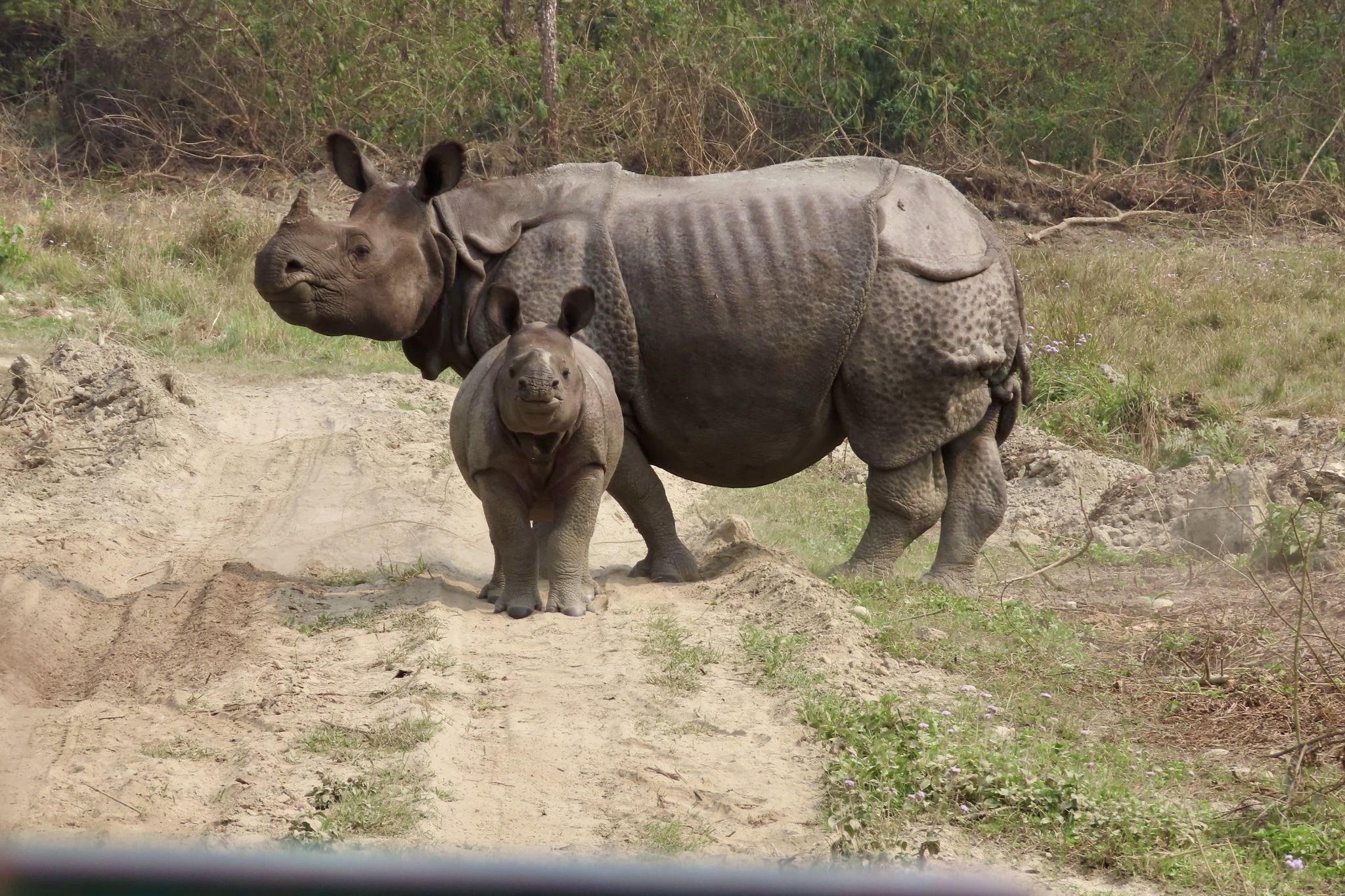 rhino with calf