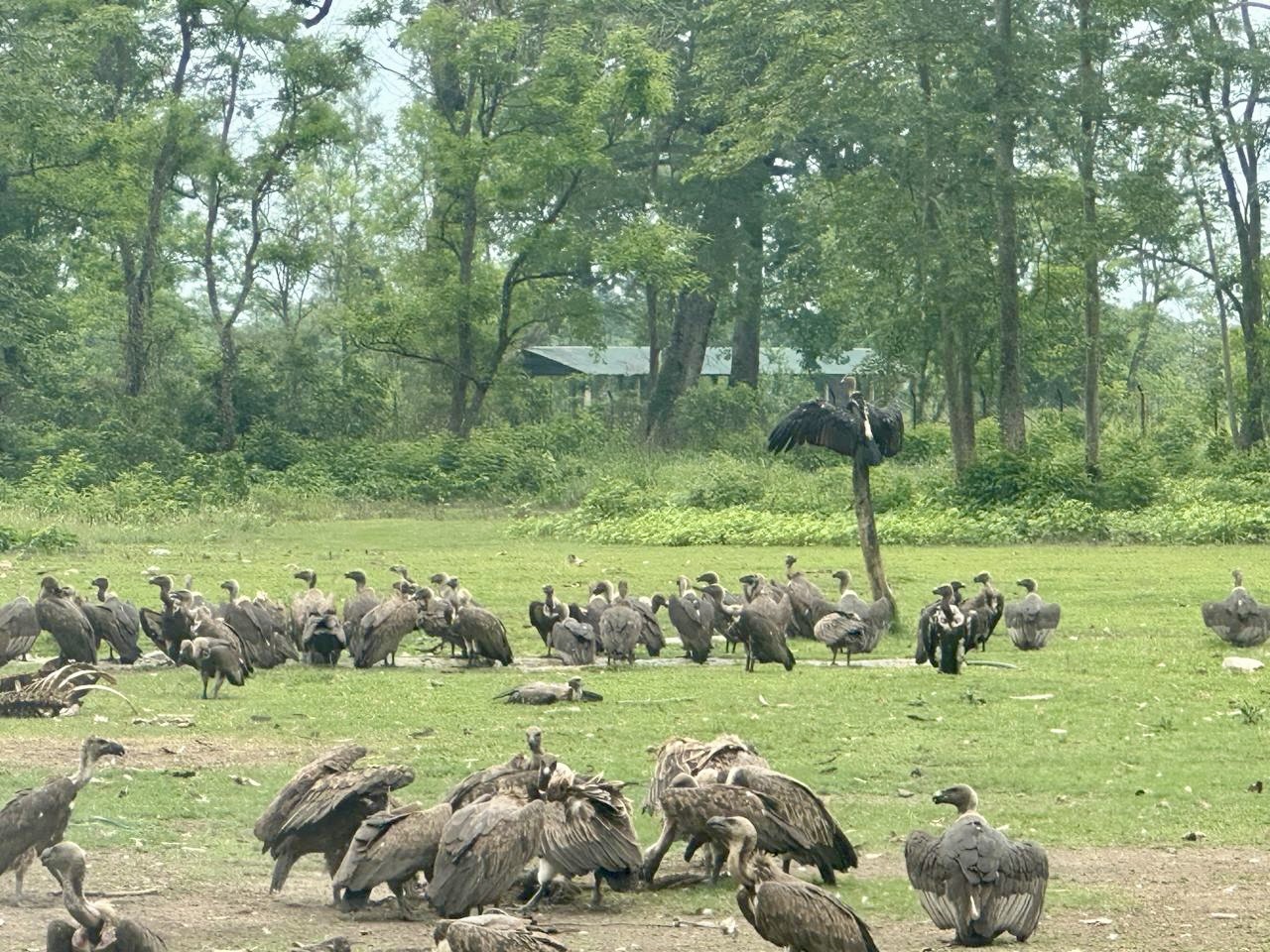 Jatayu Vulture Feeding Center